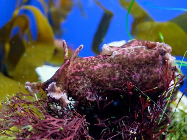 讨厌臭味的动物,常见各种动物自我保护方法