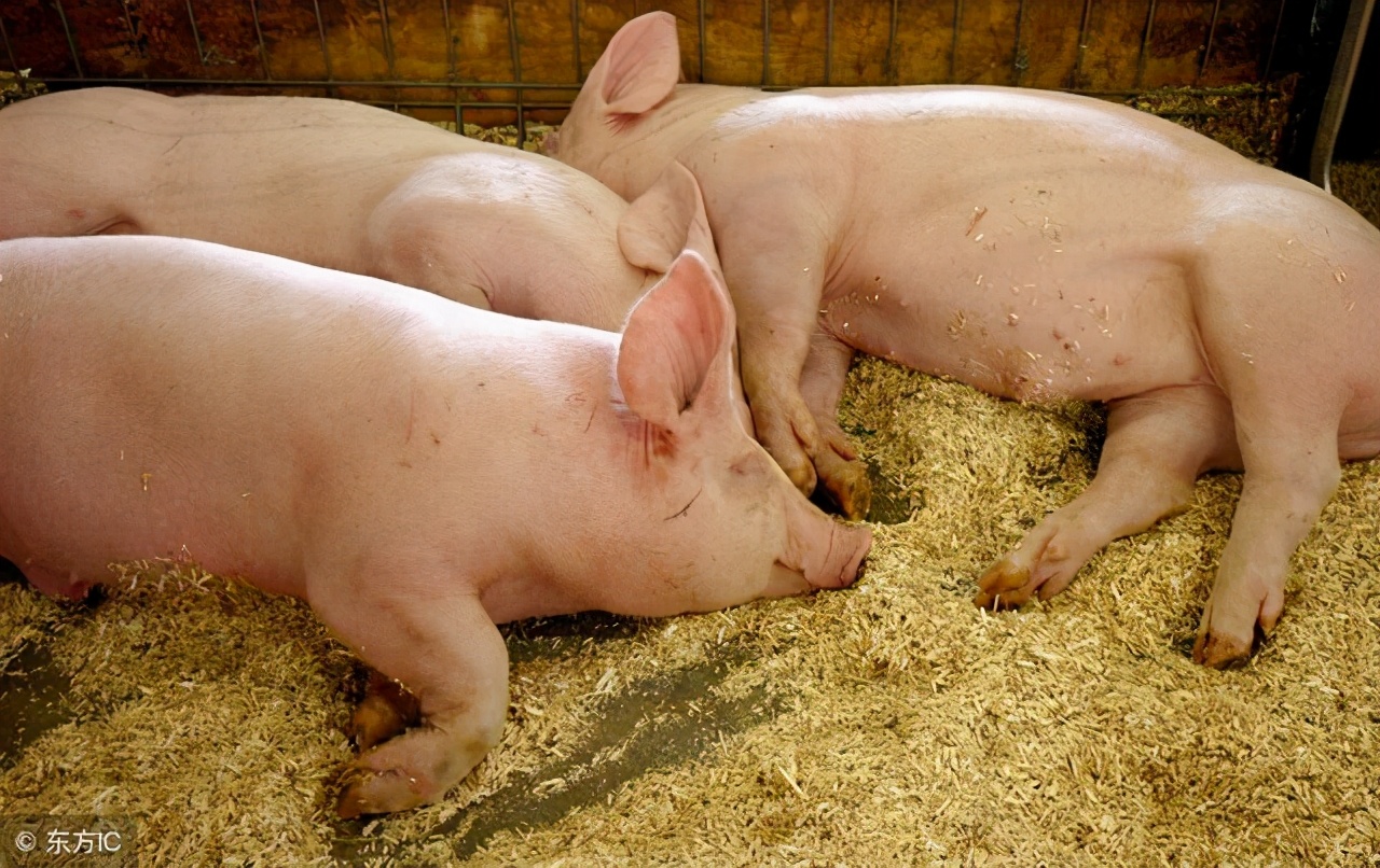 母猪尿白色石灰样物质,母猪小便排白色石灰