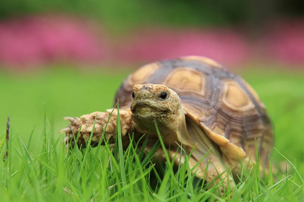 普法讲解野生动物,法治动物