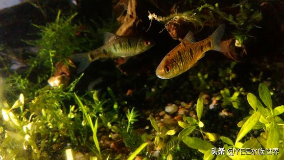 条纹小鲃成鱼发色图片,条纹小鲃发色