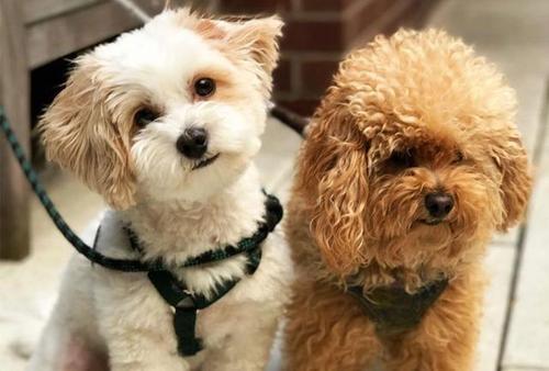 如何惩罚咬人的泰迪,泰迪犯错了怎么惩罚它最好