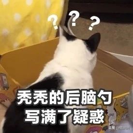 猫咪打疫苗跟狂犬疫苗一样吗,猫咪打疫苗针头往上还是往下