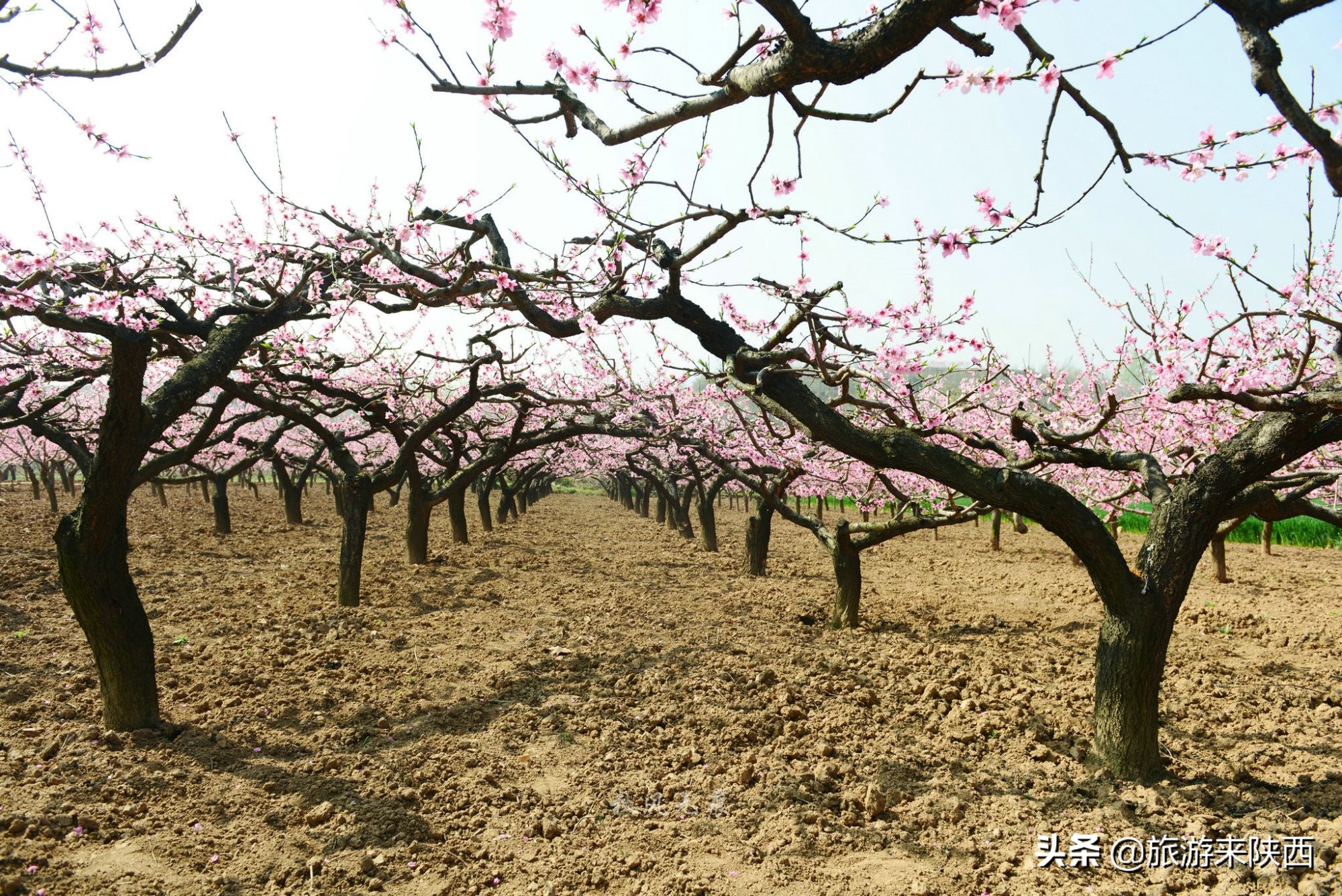 长安区王莽千亩桃园,西安王莽万亩桃花源