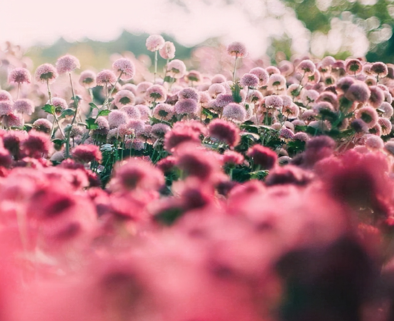 水瓶座和狮子座的爱情能长久吗,月亮星座水瓶座与月亮星座狮子座