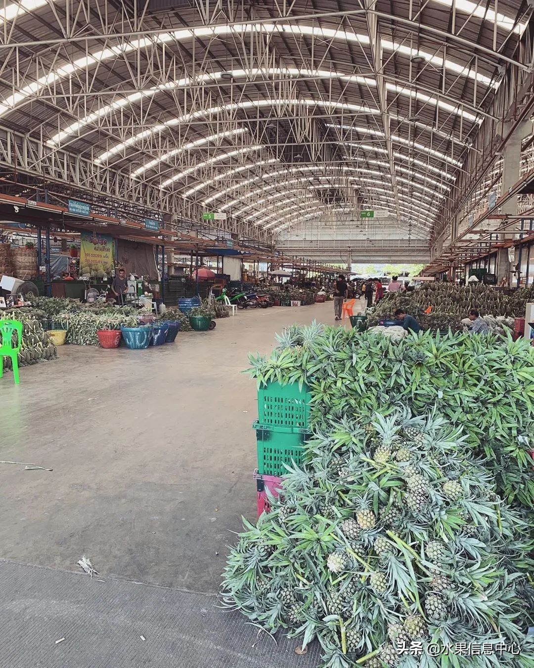 西双版纳水果市场榴莲 (上海亚洲最大的水果批发市场榴莲)