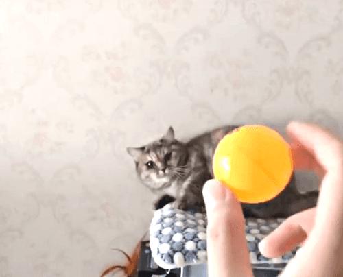 都说猫咪的反应速度快，拿乒乓球试了一下，差点被主子挠死