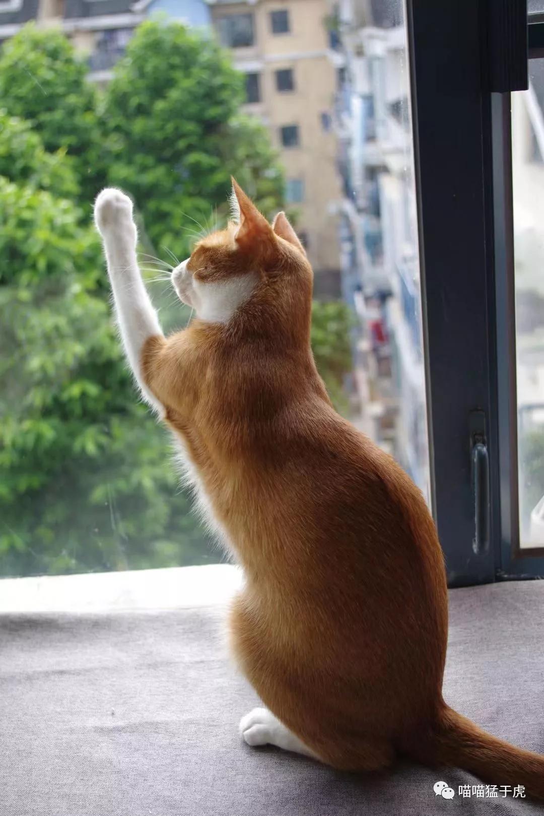 治疗猫咪抑郁症的四个方法图,猫抑郁的最佳治疗方法