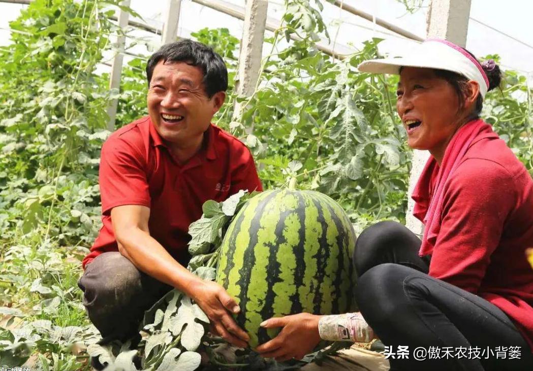 甜王西瓜种植全套技术,金纯甜王西瓜种植前景