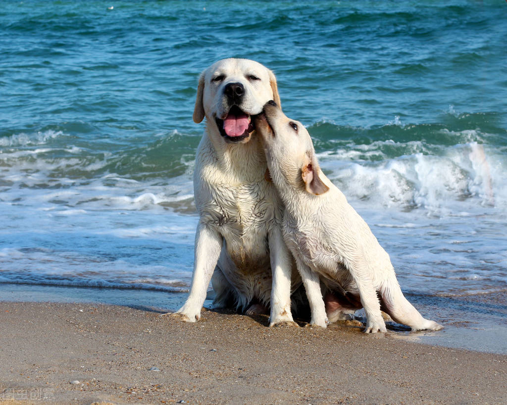 推荐十种价钱既便宜又好养活的狗,买什么狗最好而且是最便宜的狗