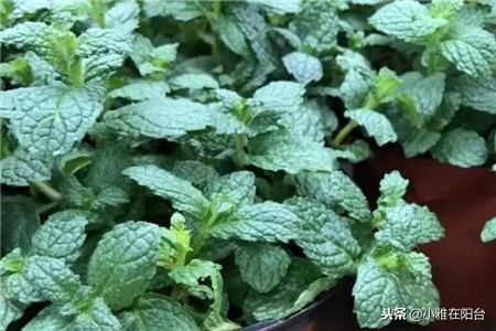 冬季土培铜钱草怎么养才能更旺盛,铜钱草冬季怎么养才能更旺盛