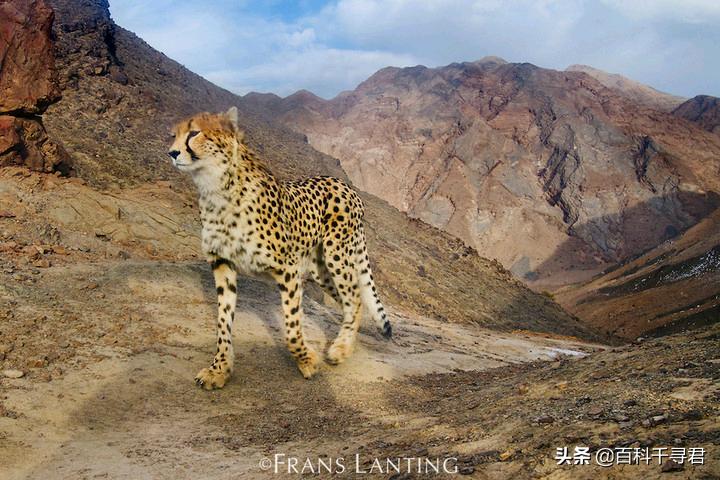 西亚现存最强大的猫科猛兽,史上最凶猛的八大猫科动物