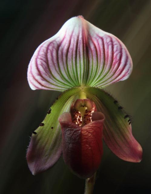 吊兰君子兰哪个好养护,君子兰吊兰图片欣赏