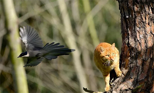 怎么保护樱桃不让鸟吃,鸟吃樱桃有什么好办法