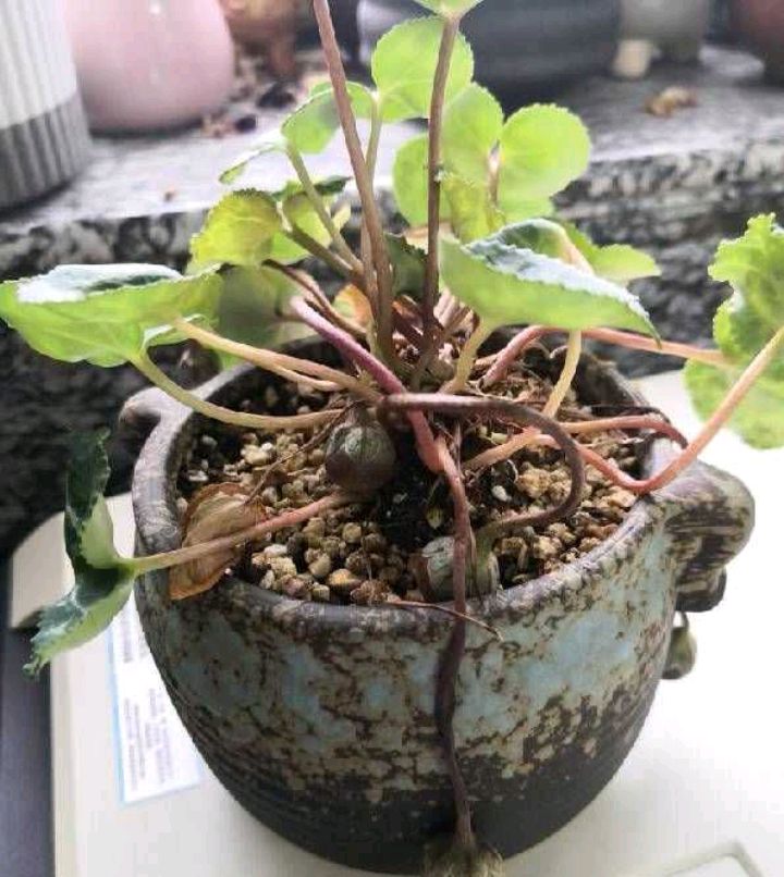 养花卉技巧仙客来,养仙客来的教程