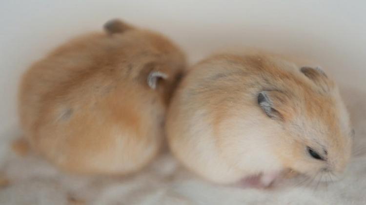 新手养仓鼠应该养什么品种的侏儒,新手养仓鼠养什么品种的好