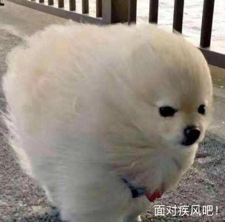 宠物犬大小便之拉撒篇(嗯~嗯~嗯~嗯~)
