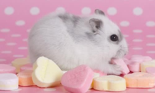 弱体质的仓鼠和正常鼠有什么区别,鼠类为什么仓鼠可以当宠物