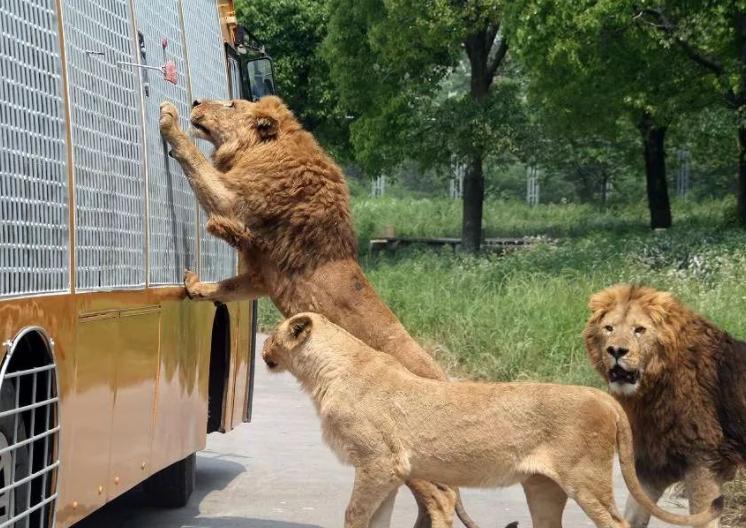 栾川竹海野生动物园免票攻略,栾川竹海野生动物园门票有优惠吗