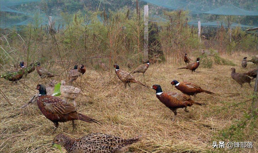 自家田地可以养殖鸡吗,把家鸡放到荒野能否变成野鸡