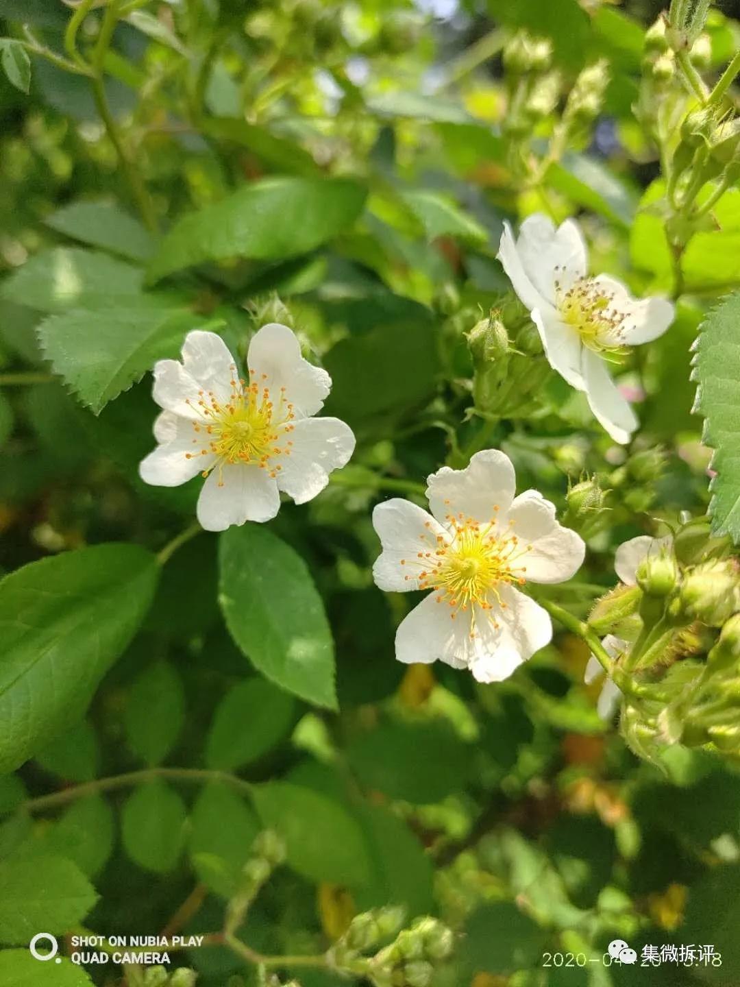 努比亚play和红米note10pro哪个好,努比亚play详细细节测评