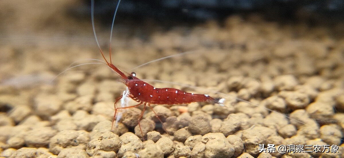 观赏虾怎么养才能养好,观赏虾如何养好