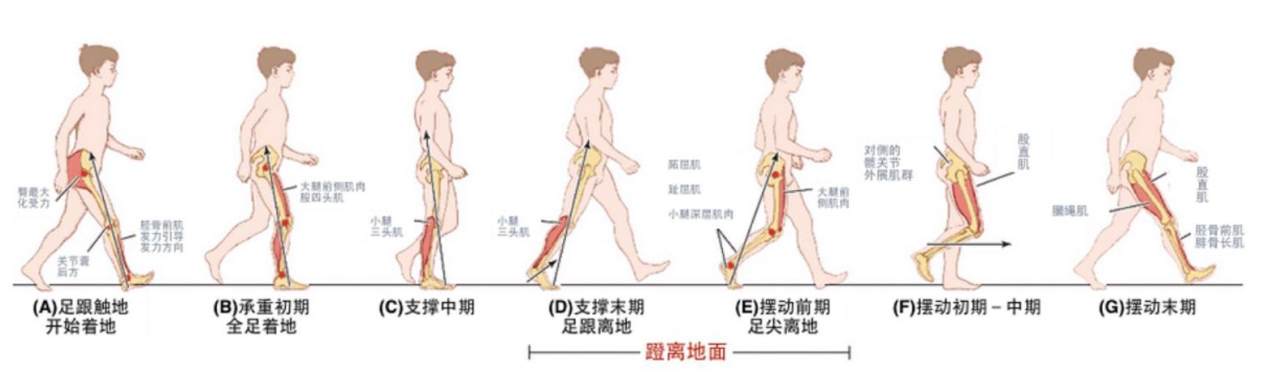 小腿粗如何拉伸变细腿,别相信运动能减肥