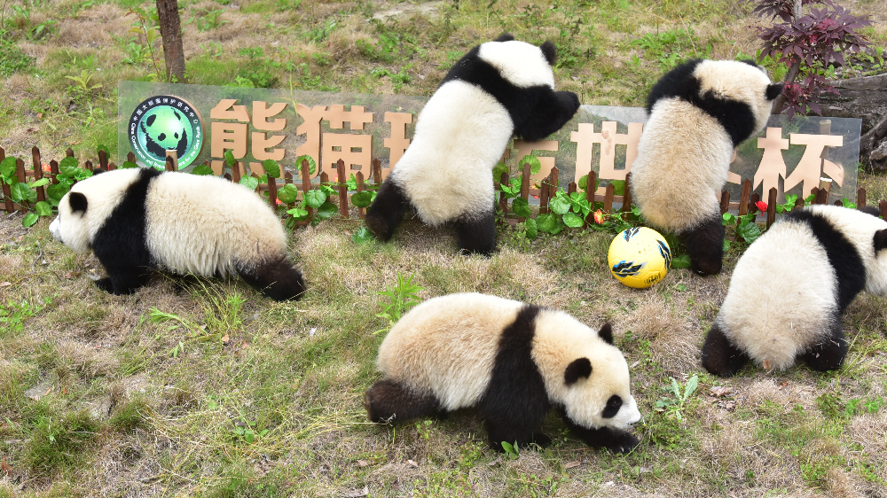 熊猫玩球赛,熊猫玩转世界杯迈迈