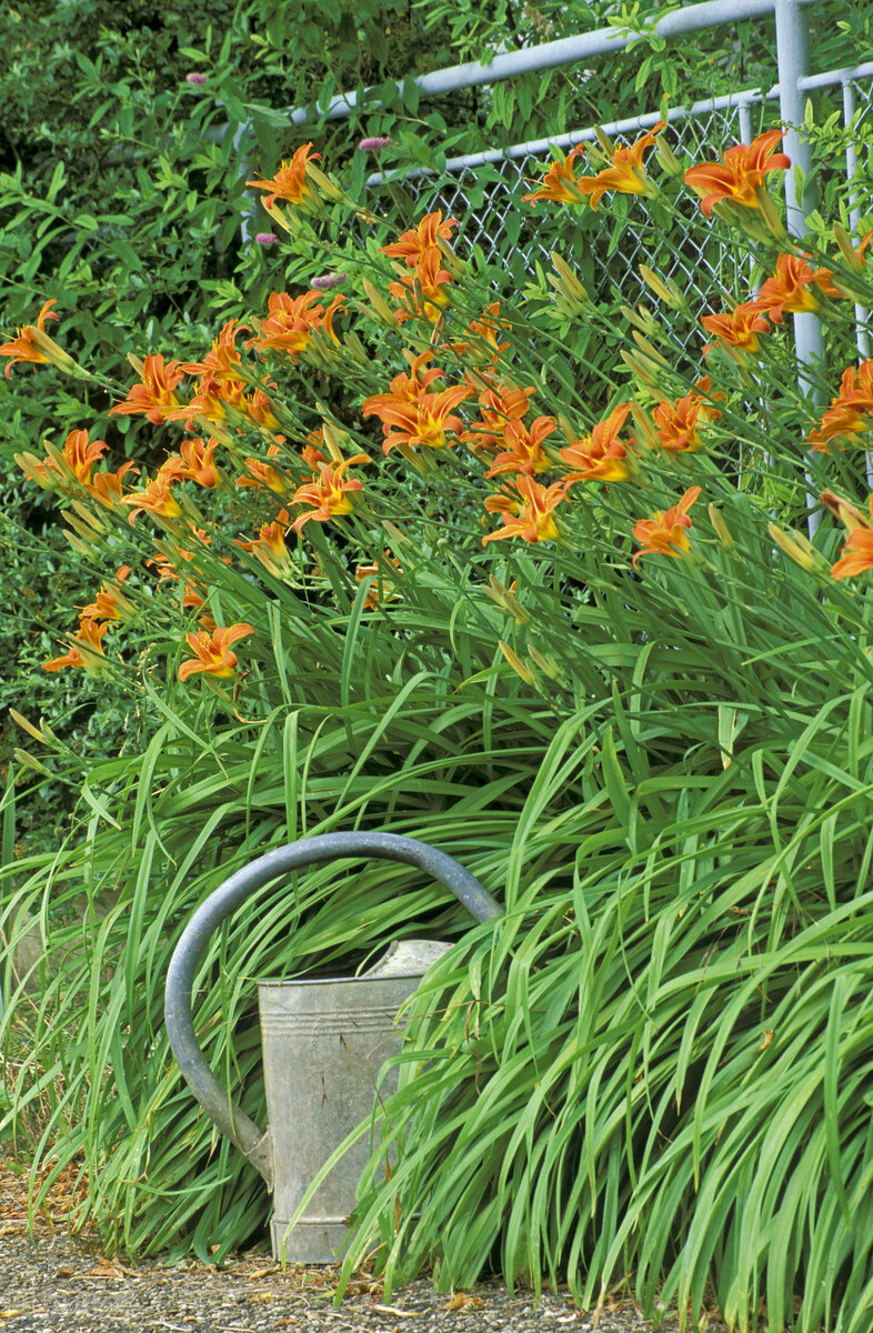 100种常见园林图鉴,列举20类不同的园林花卉