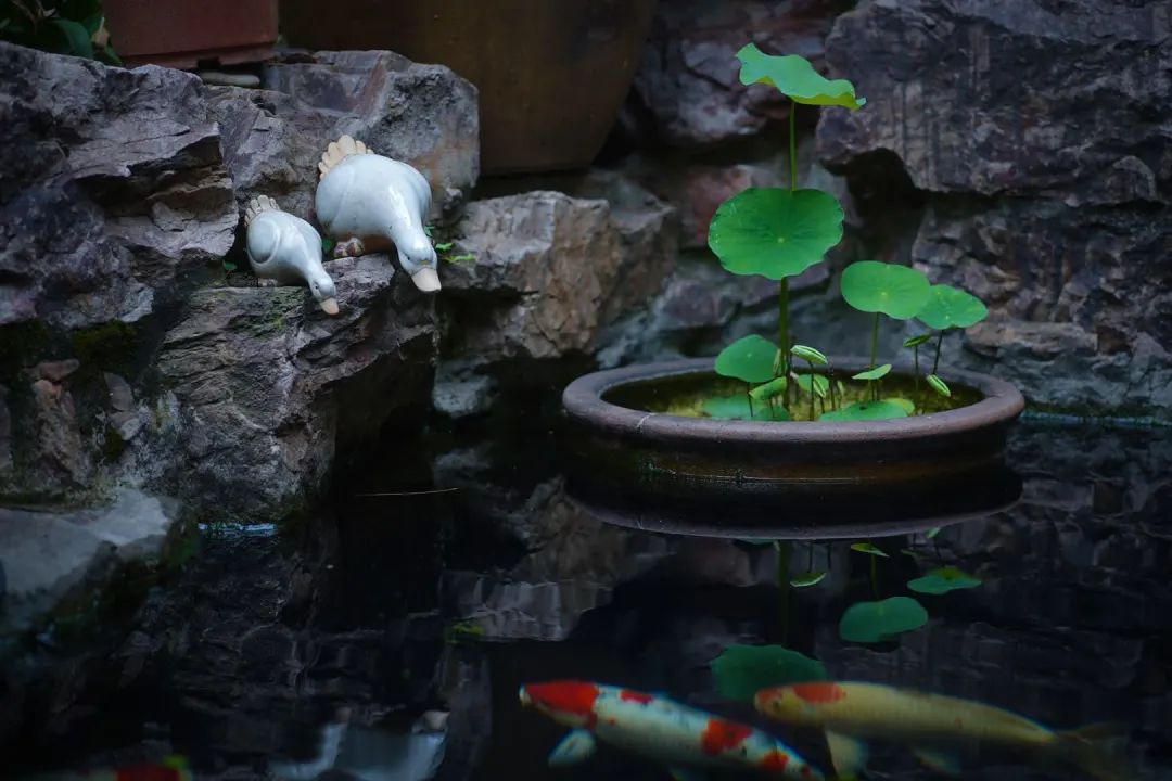 江阴最美院子图片,无锡江阴最美院子