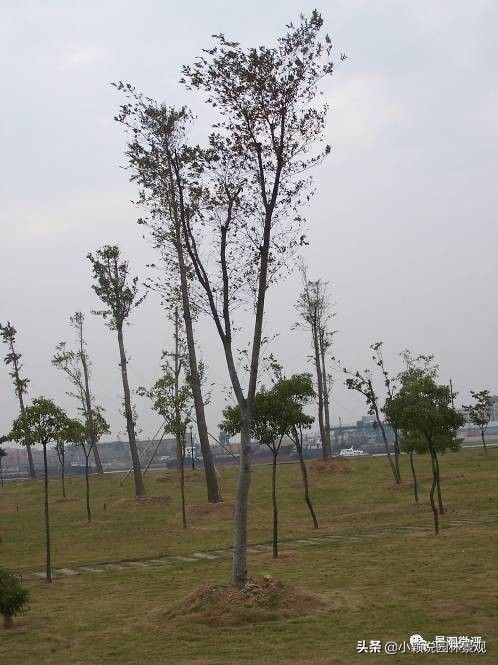 住宅小区植物配置方案,植物种植小技巧一览表图