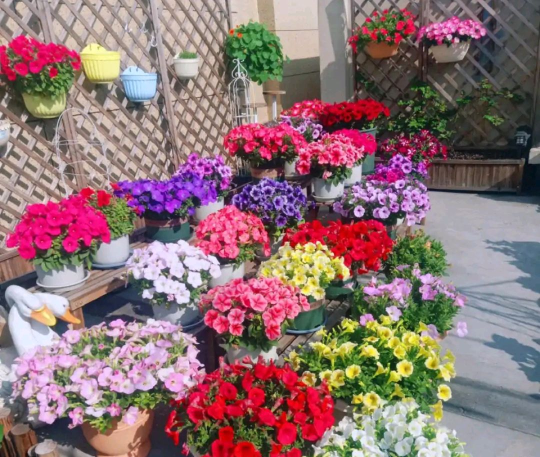 这8种花你不要乱浇水,新手种花品种推荐