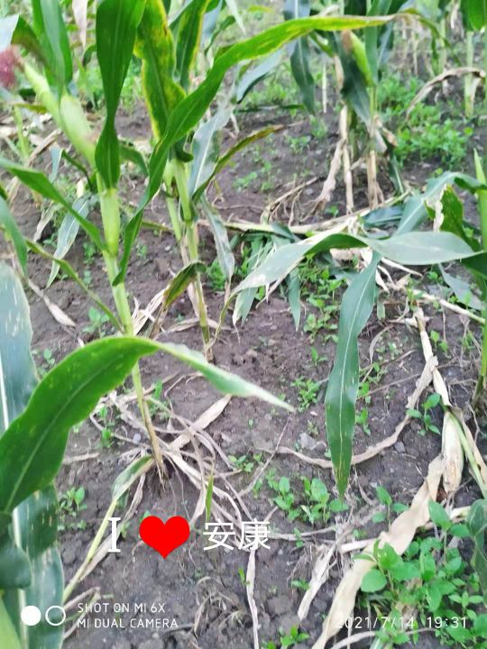 野猪该如何防范,野猪凶猛祸害庄稼村民无招咋办