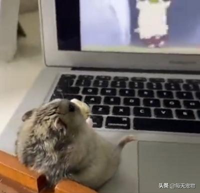 小仓鼠日常生活动画,仓鼠动画日常