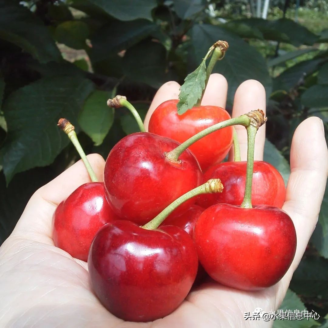 卖樱桃8块一斤十五块两斤的视频,一斤樱桃多少钱