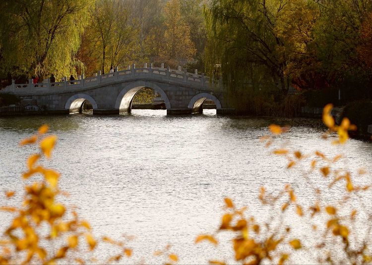 金色的北京犬,金色的北京现代汽车