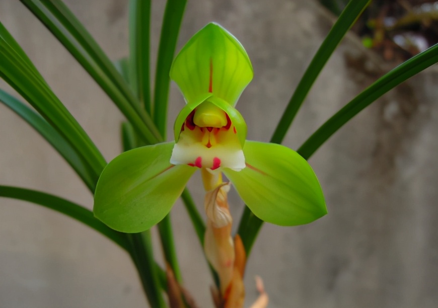 兰花一般多少钱一株图片,市面上的兰花和昂贵的兰花区别