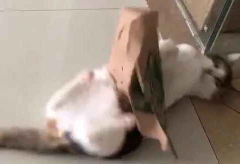 猫咪挑食不怎么吃怎么办,猫咪怎样的表现证明它是挑食了