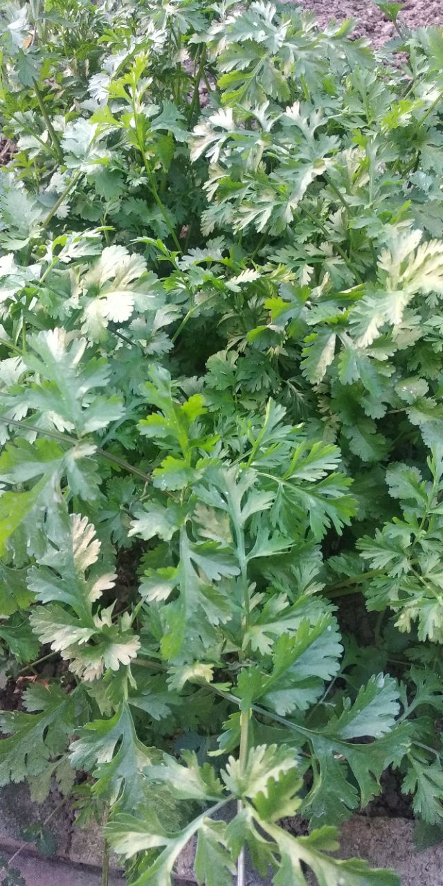 园子里的菜都有什么,园子里的菜