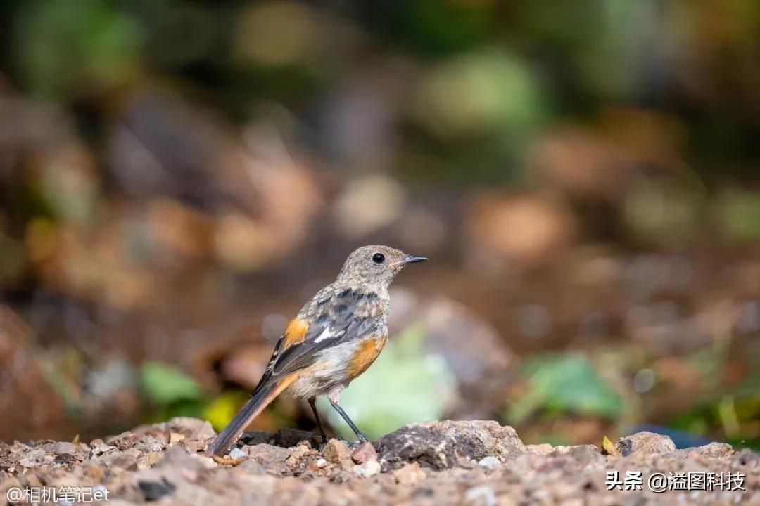 适马150-600s镜头评测,适马新镜头70-200