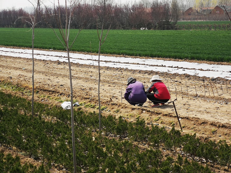 一个状元村18个博士硕士,培养出13个博士