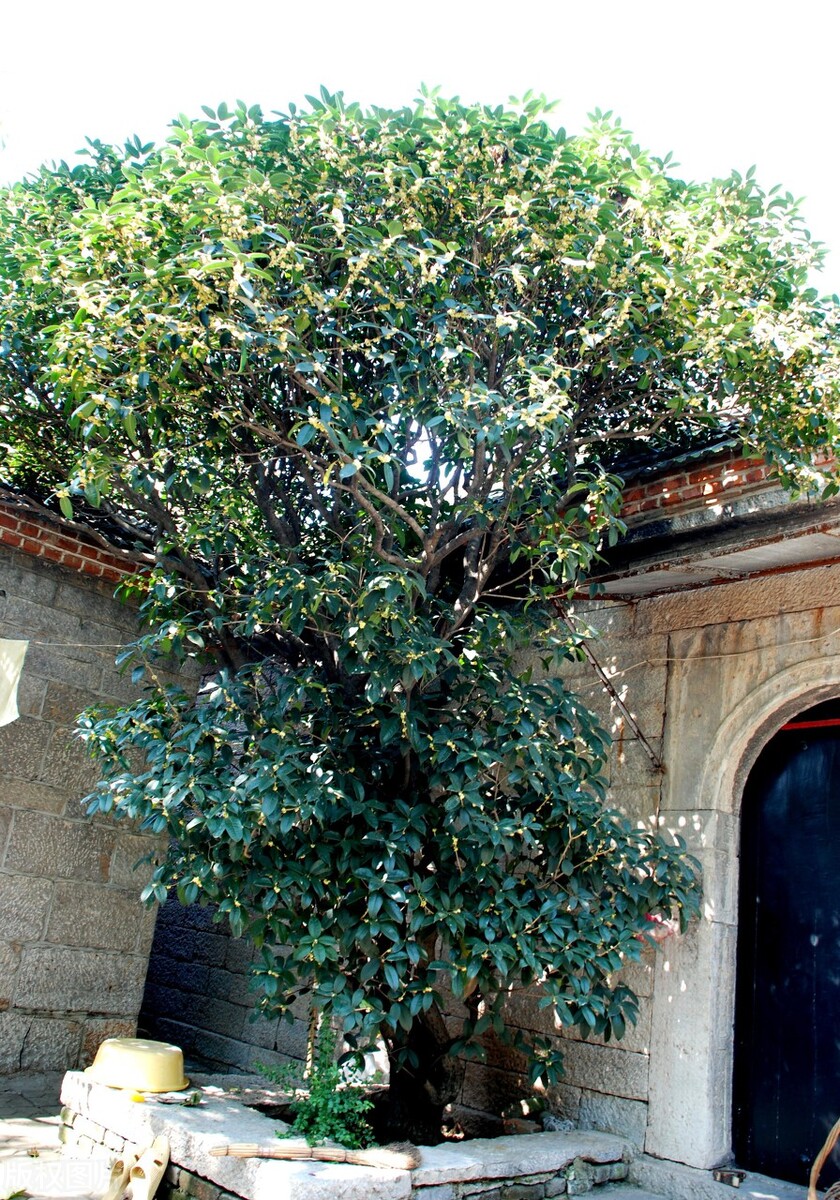 院子里有一片空地适合种什么,院子里有块空地种什么菜