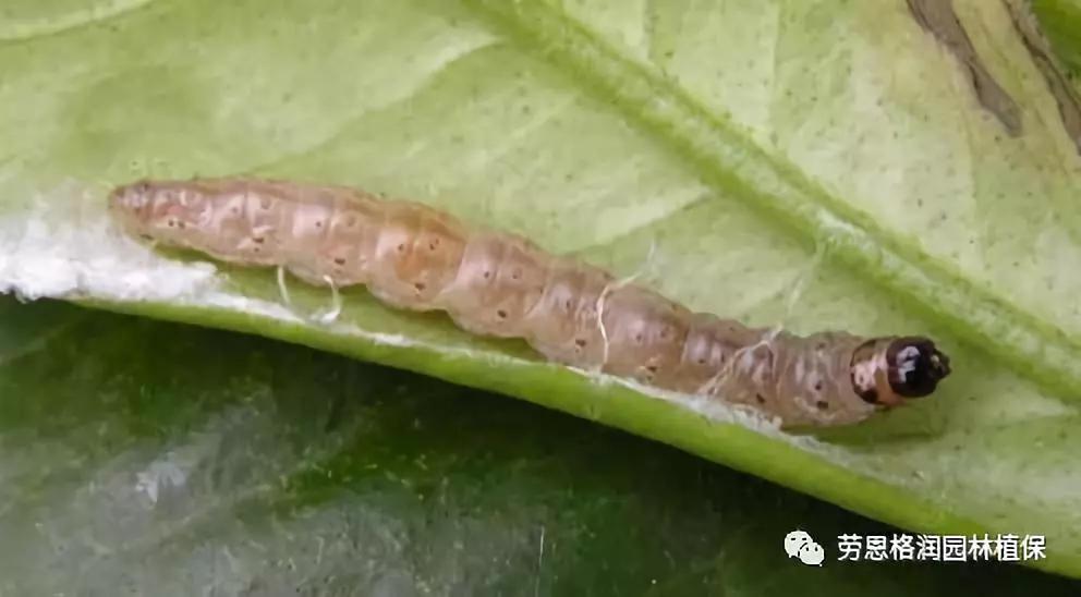 钻蛀性害虫防治最佳时期,园林常见鳞翅目害虫防治技术图片