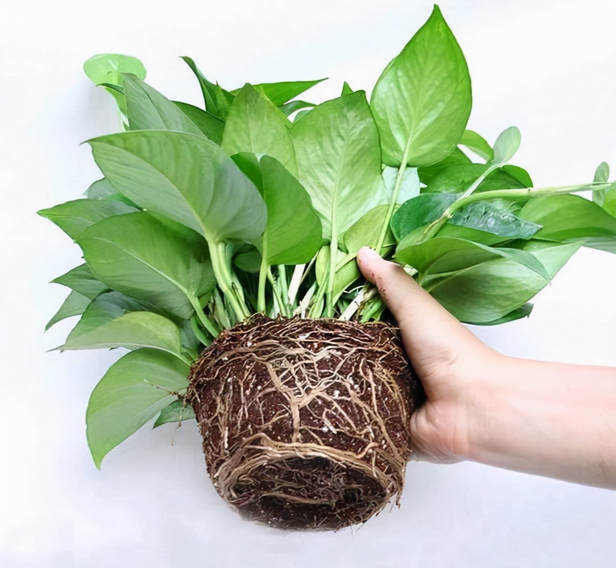 浇水过多死的植物,最容易浇死的6种花