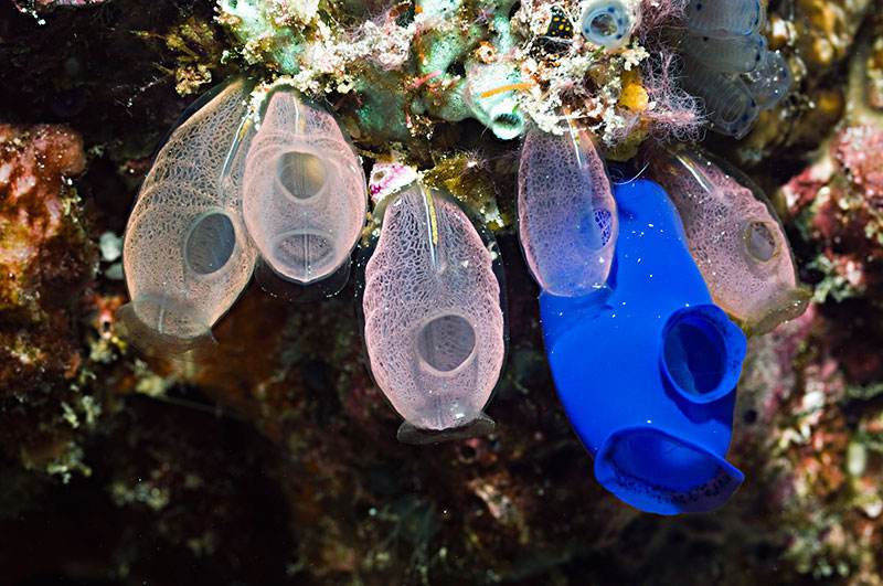 韩国人吃爆辣海鲜生吃八爪鱼,这种海鲜很美味为什么却无人问津