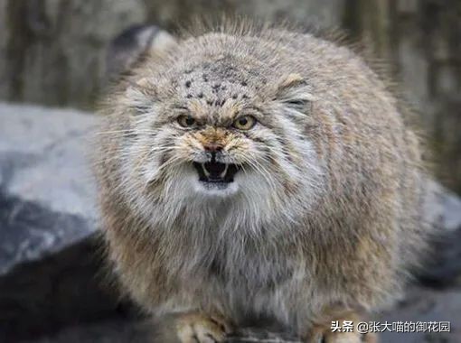 最危险的8种猫排名,世界上最历害的猫有哪些