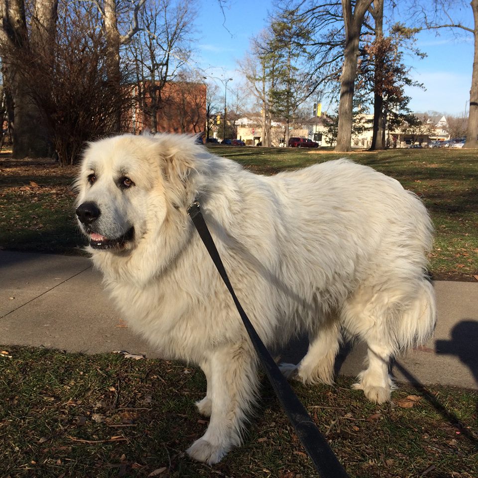 狗界中有哪些狗狗之最,狗界最富有的狗子