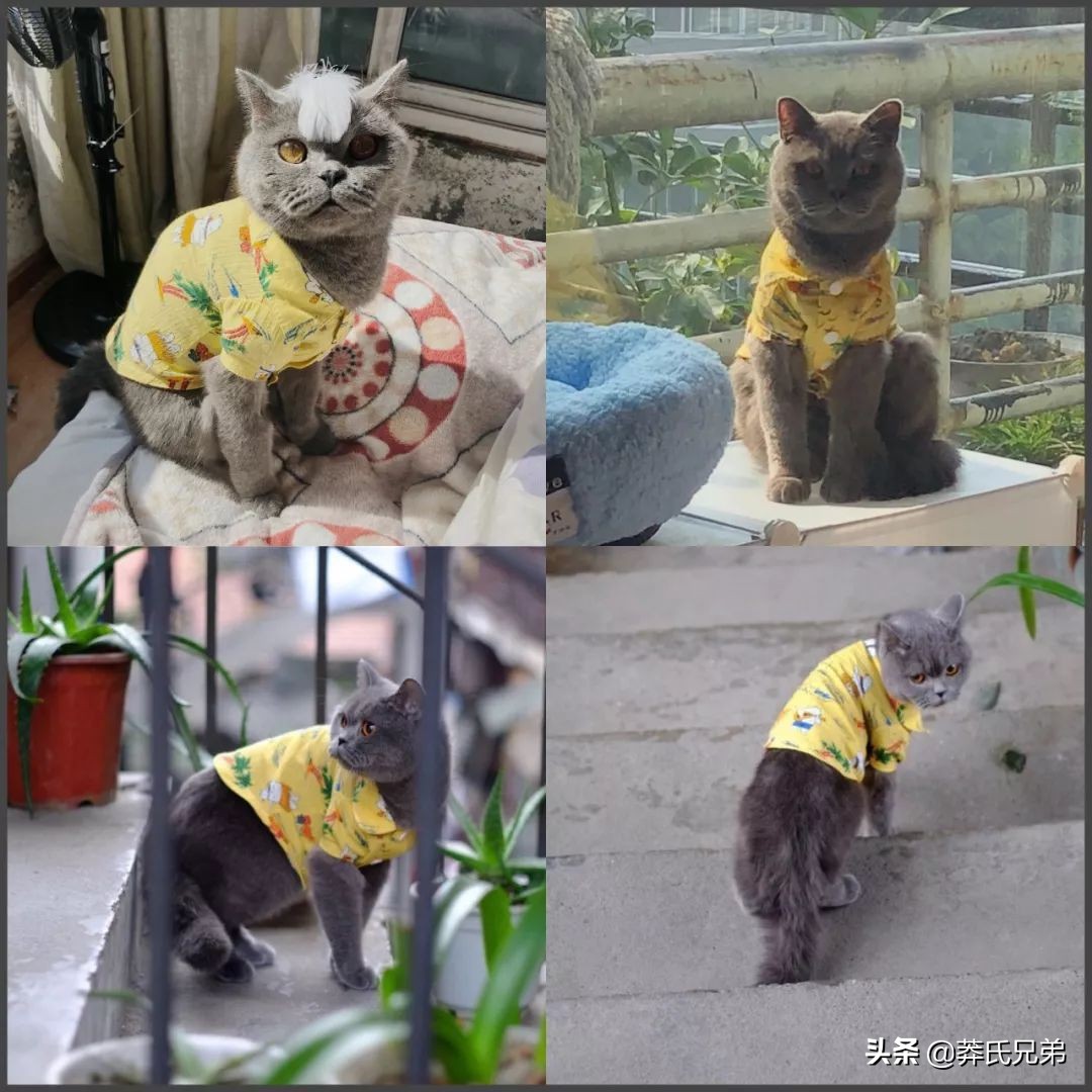 宠物秀场最新动态,亚宠展宠物时装秀人气火爆现场