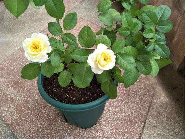 月季花黄叶怎么办?“3招”让它绿油油,变茂盛,花儿越开越多