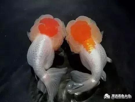 寓意好的观赏鱼名字大全,寓意吉祥观赏鱼锦鲤