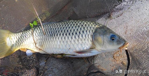 野钓大鱼太难了怎么办,野钓遇到大鱼如何溜鱼